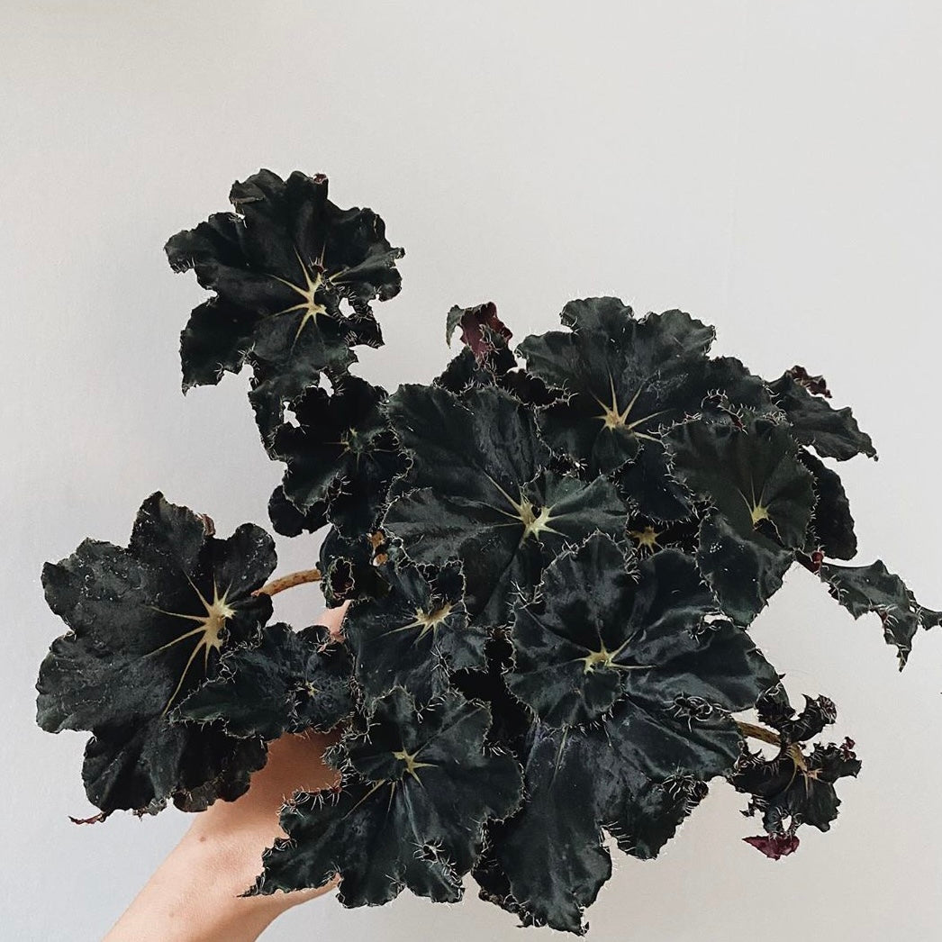 Begonia Black Mamba