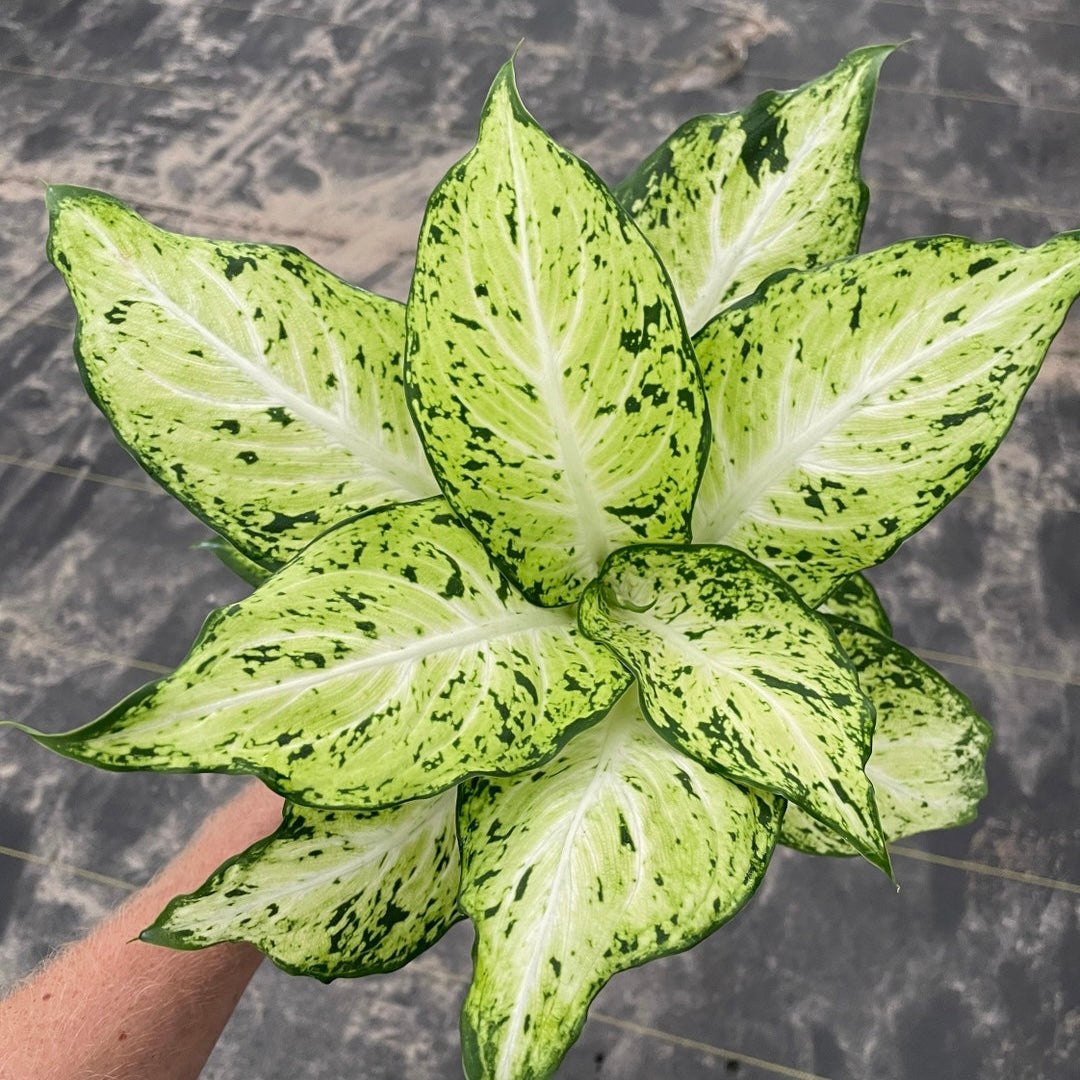 Dieffenbachia Mary