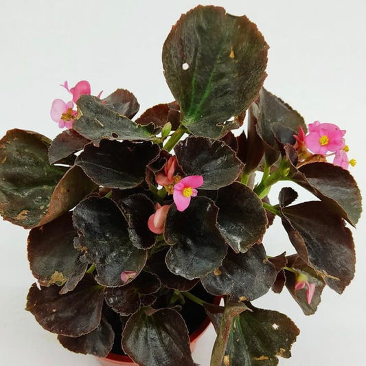 Begonia Bada Boom Pink