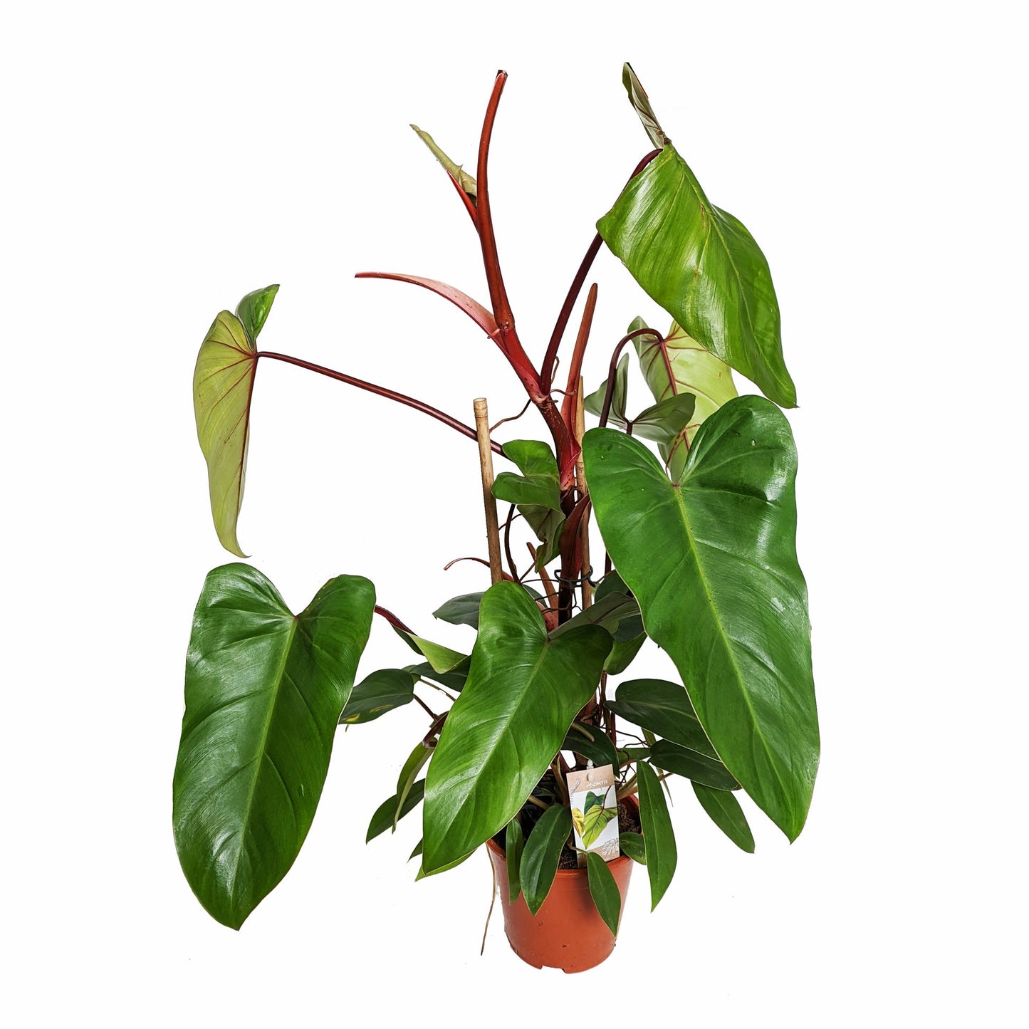 Philodendron Red Emerald