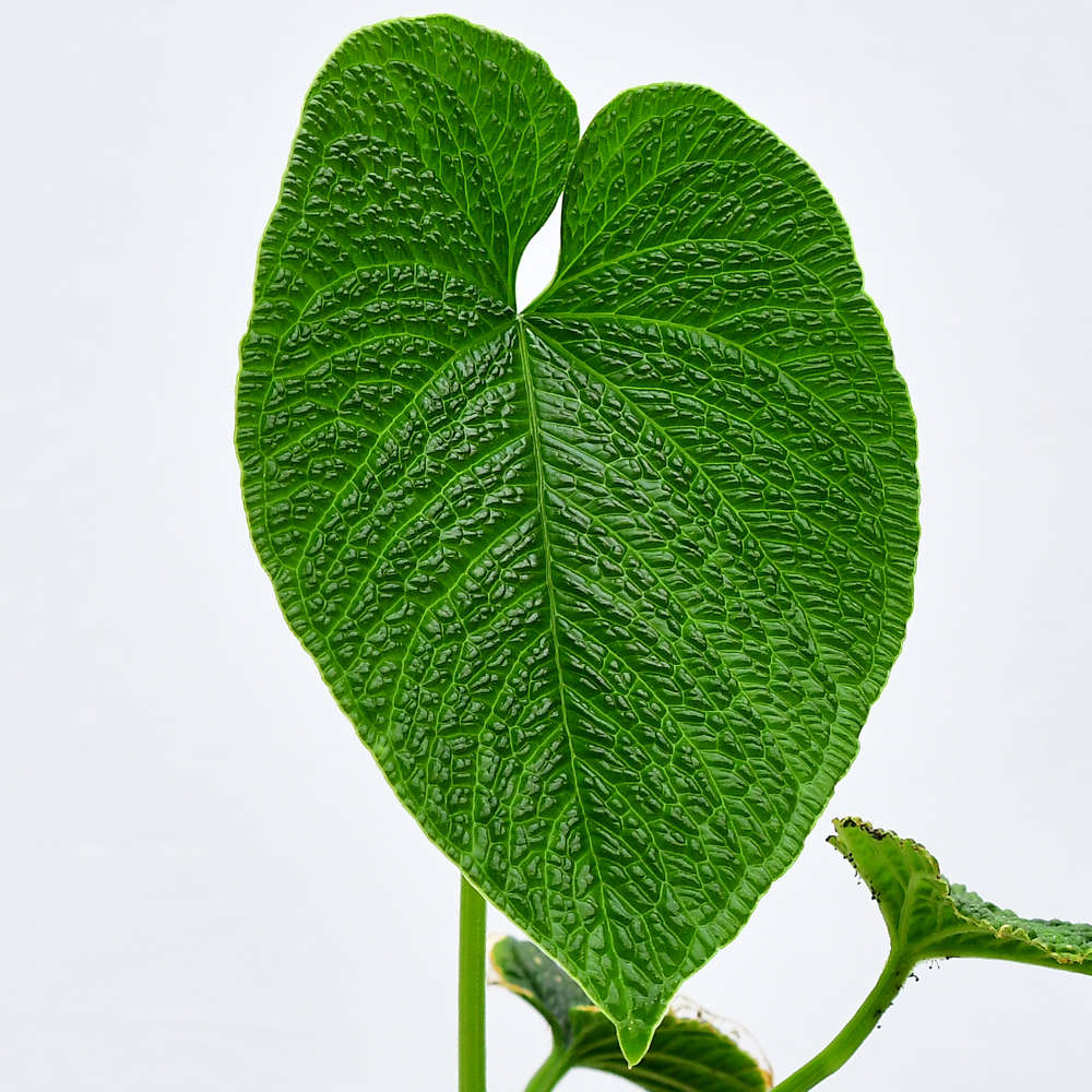 Anthurium Corrugatum