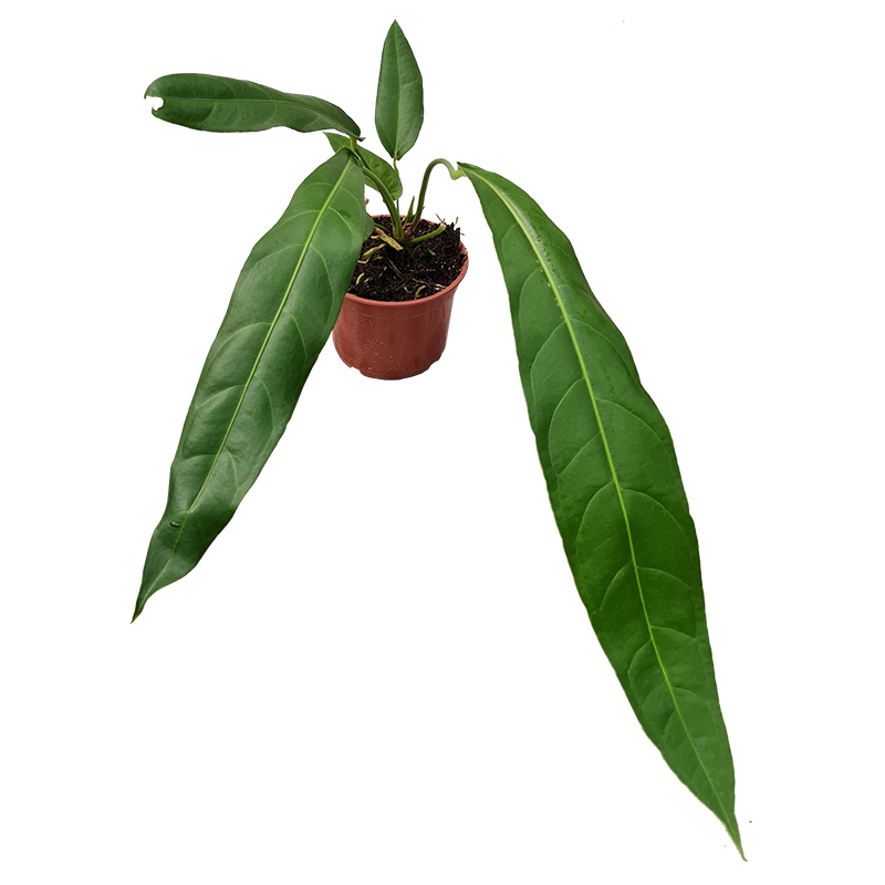 Anthurium Friedrichsthalii