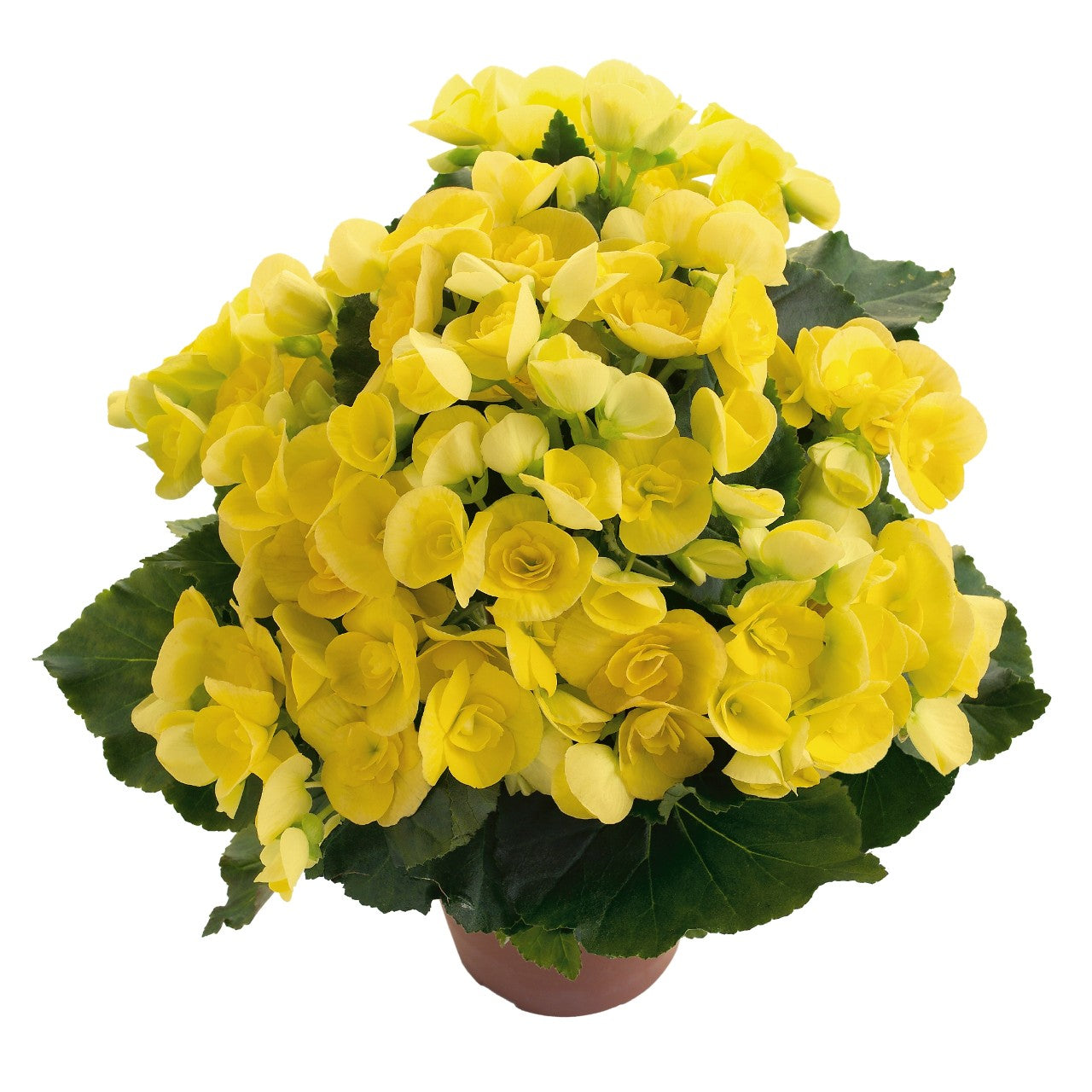 Begonia Amstel Blitz