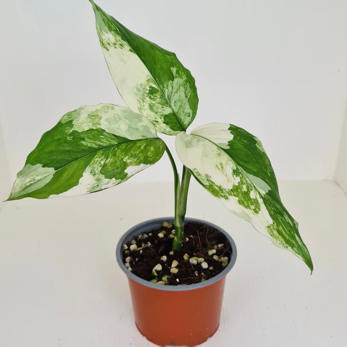 Aglaonema Modestum