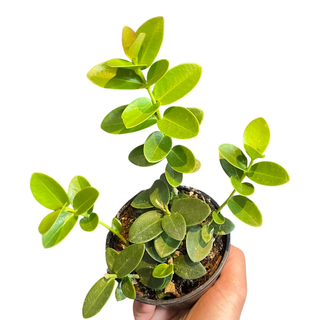 Hoya Cumingiana