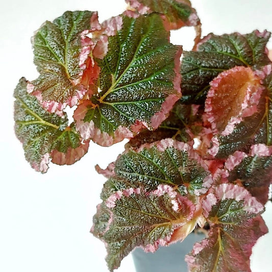 Begonia U012