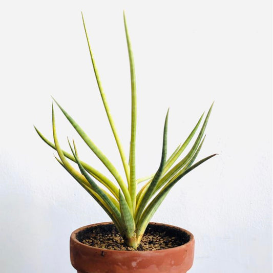 Sansevieria Gracilis