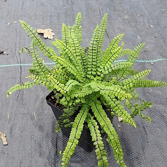 Maidenhair Sleepwort Fern