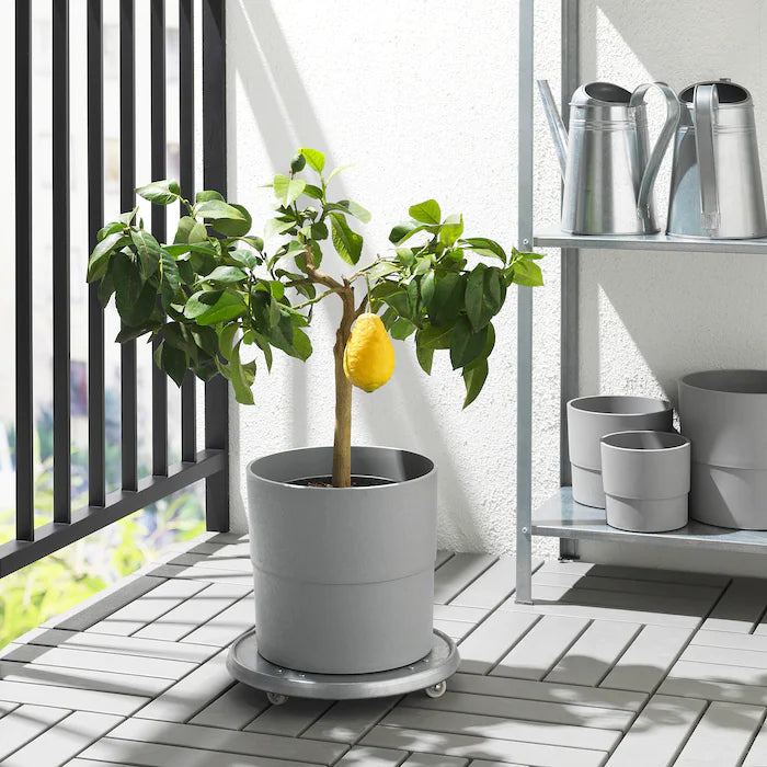 Concrete Fiberglass Plant Pot