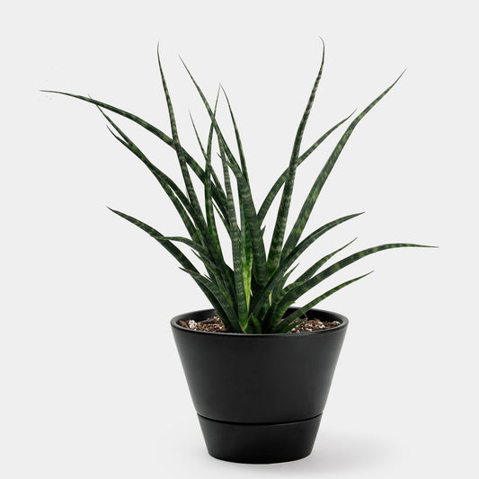 Sansevieria Bacularis