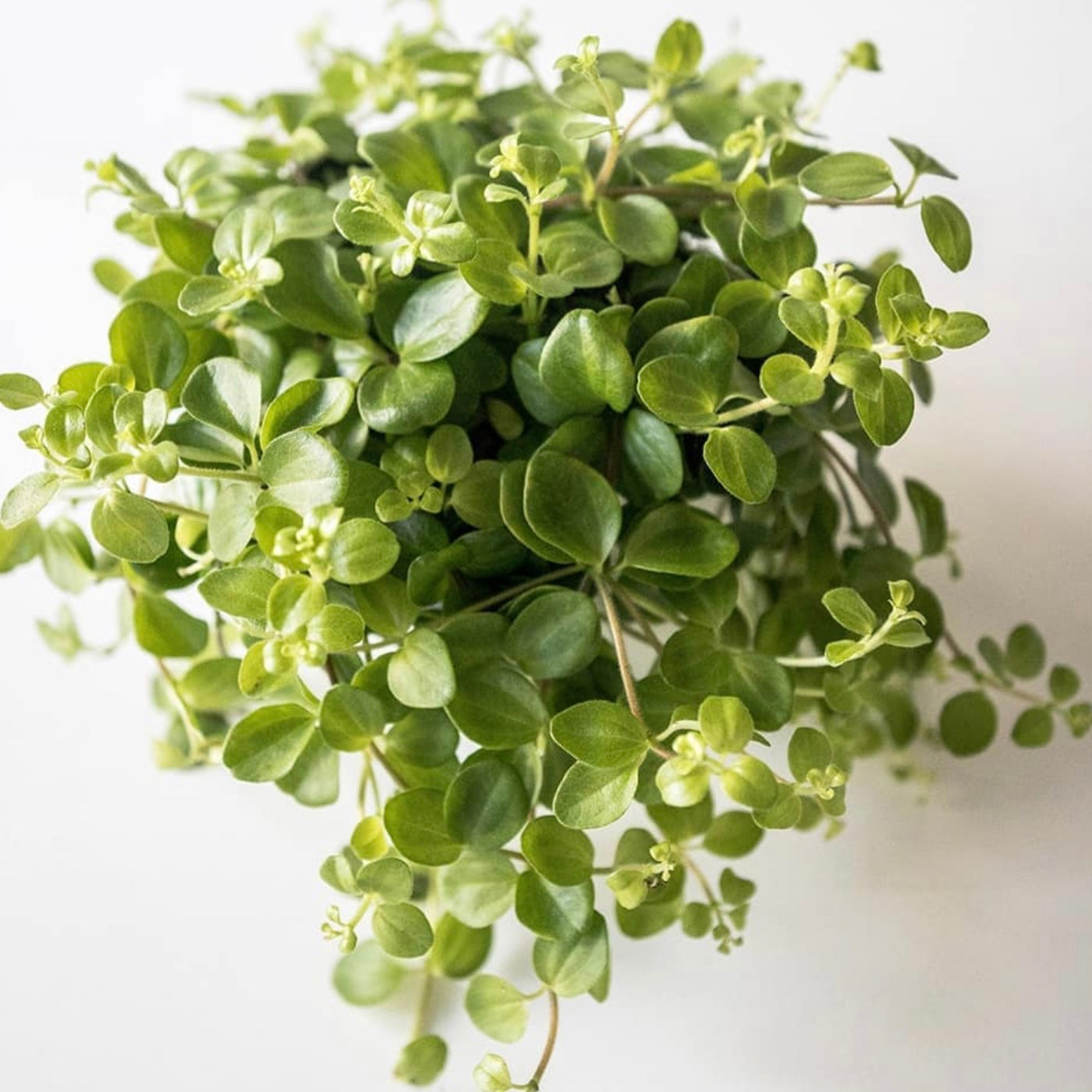 Peperomia Rotundifolia