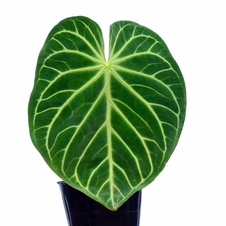 Anthurium Magnificum