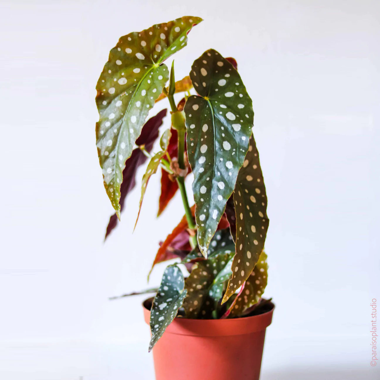 Begonia Maculata