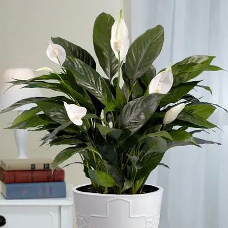 Little Angel Peace Lily