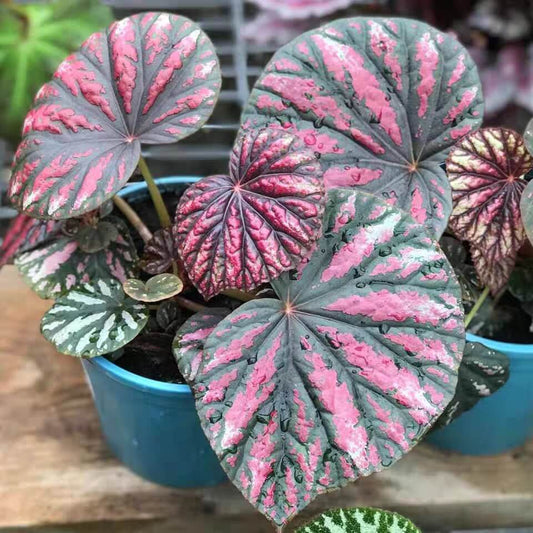 Begonia Candy Stripes