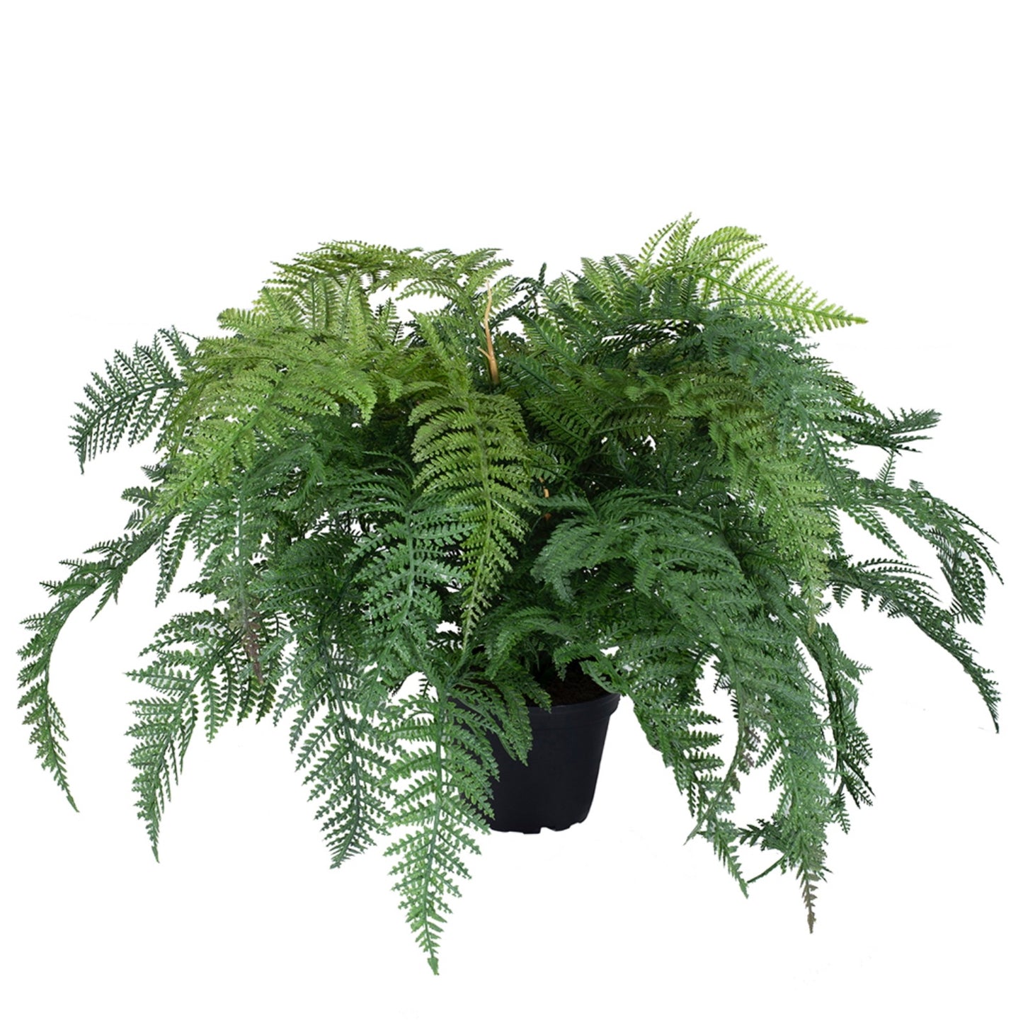 Eagle Fern