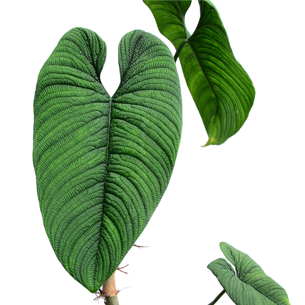 Philodendron Lynnhannoniae