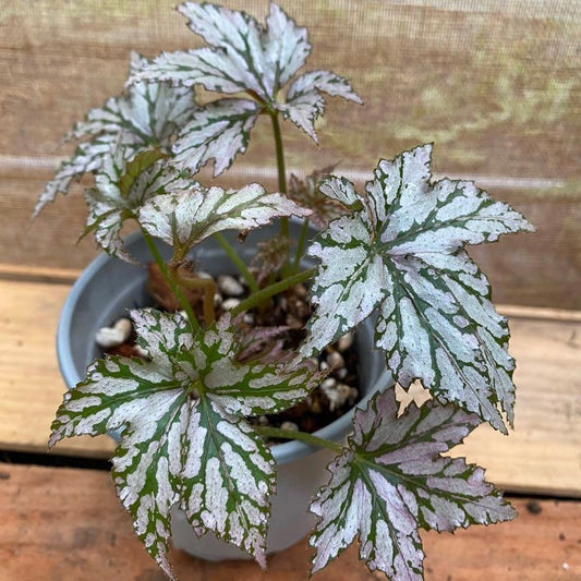 Begonia Angel Blush