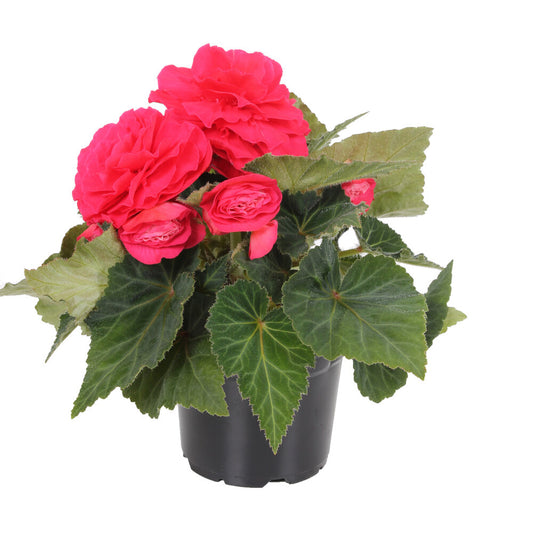 Begonia Nonstop Deep Rose