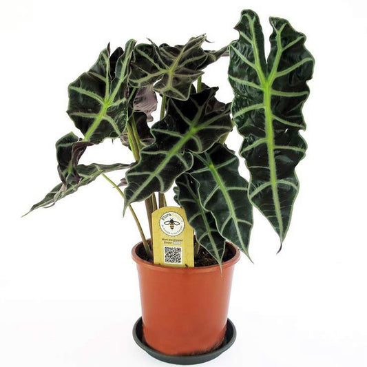 Alocasia Amazonica  