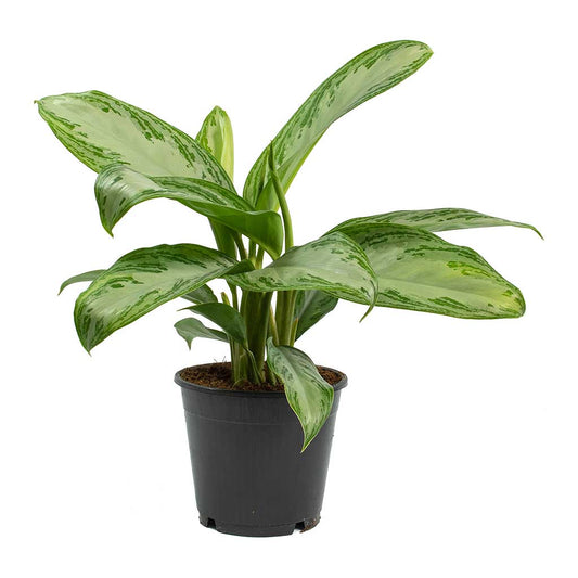 Aglaonema Silver Bay