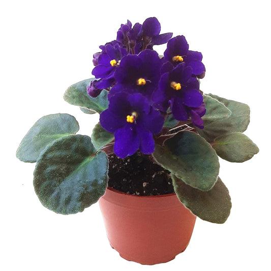 Streptocarpus Sect. Saintpaulia - African Violet