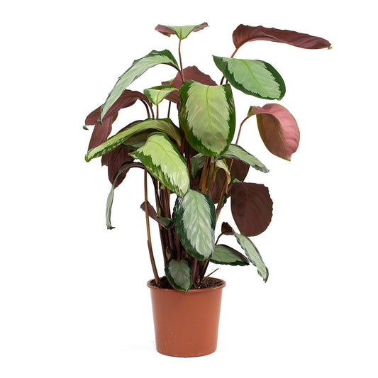 Calathea Picturata Argentea