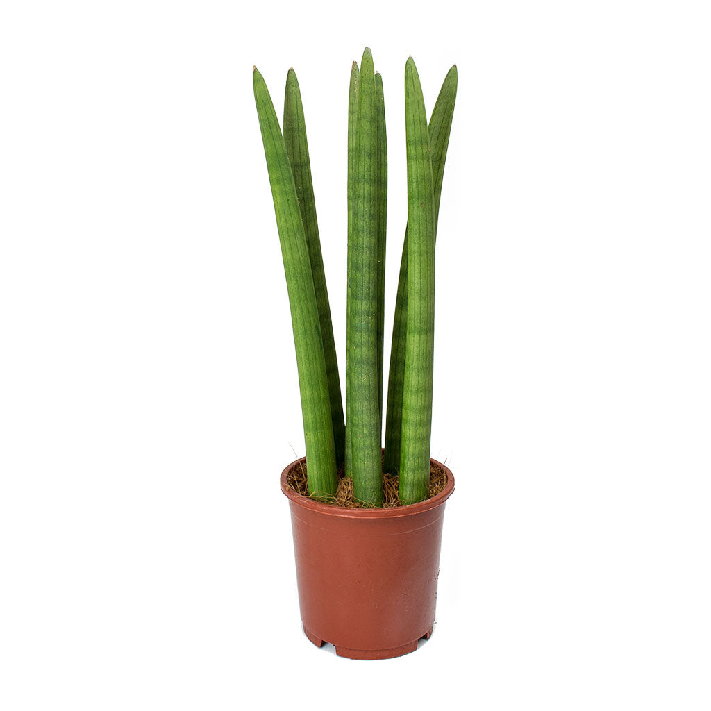 Sansevieria Trifasciata - Cylindrica