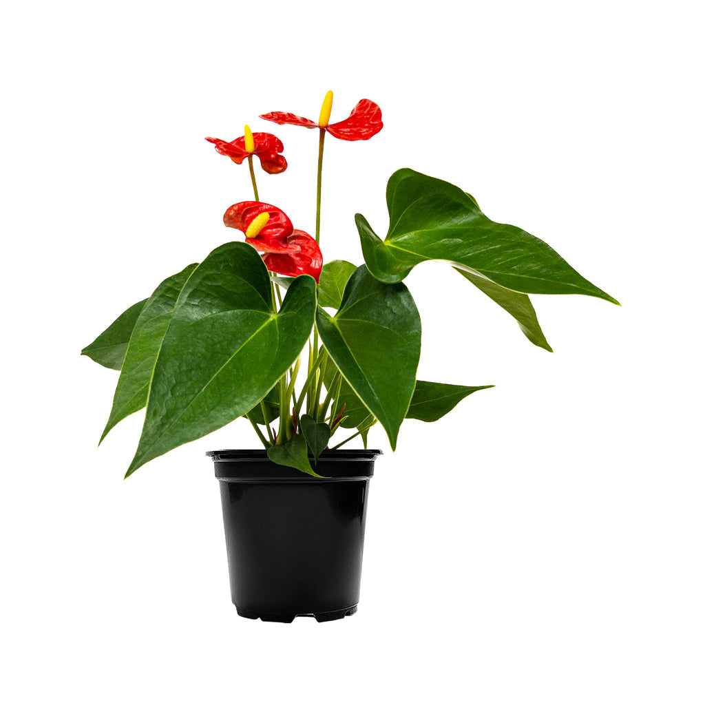 Anthurium Andraeanum