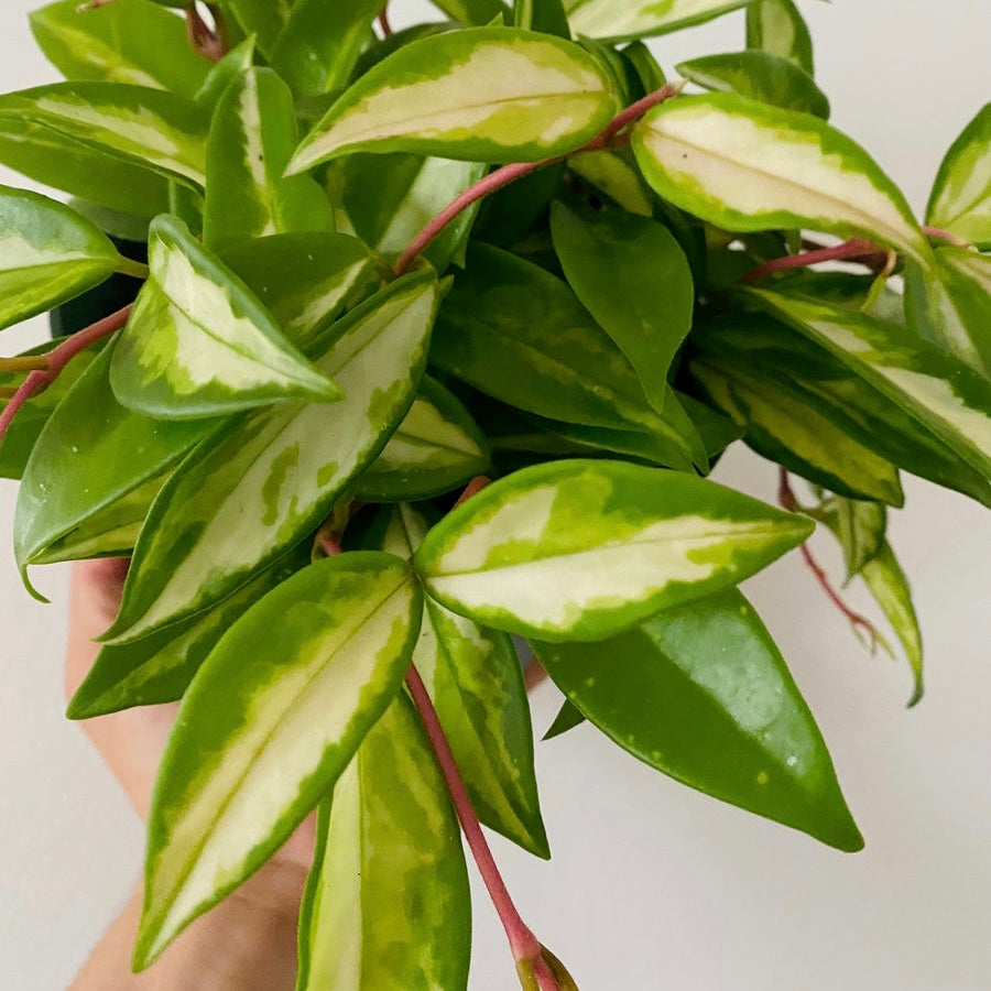 Hoya Carnosa Krimson Princess