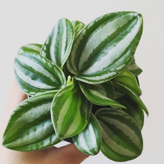 Peperomia Verschaffeltii