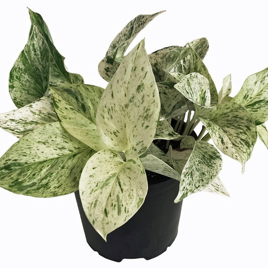 Pothos Snow Queen