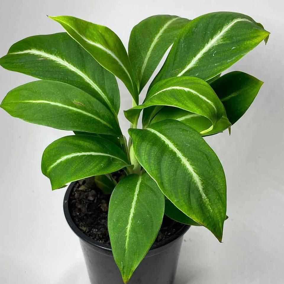 White Stripe Peace Lily