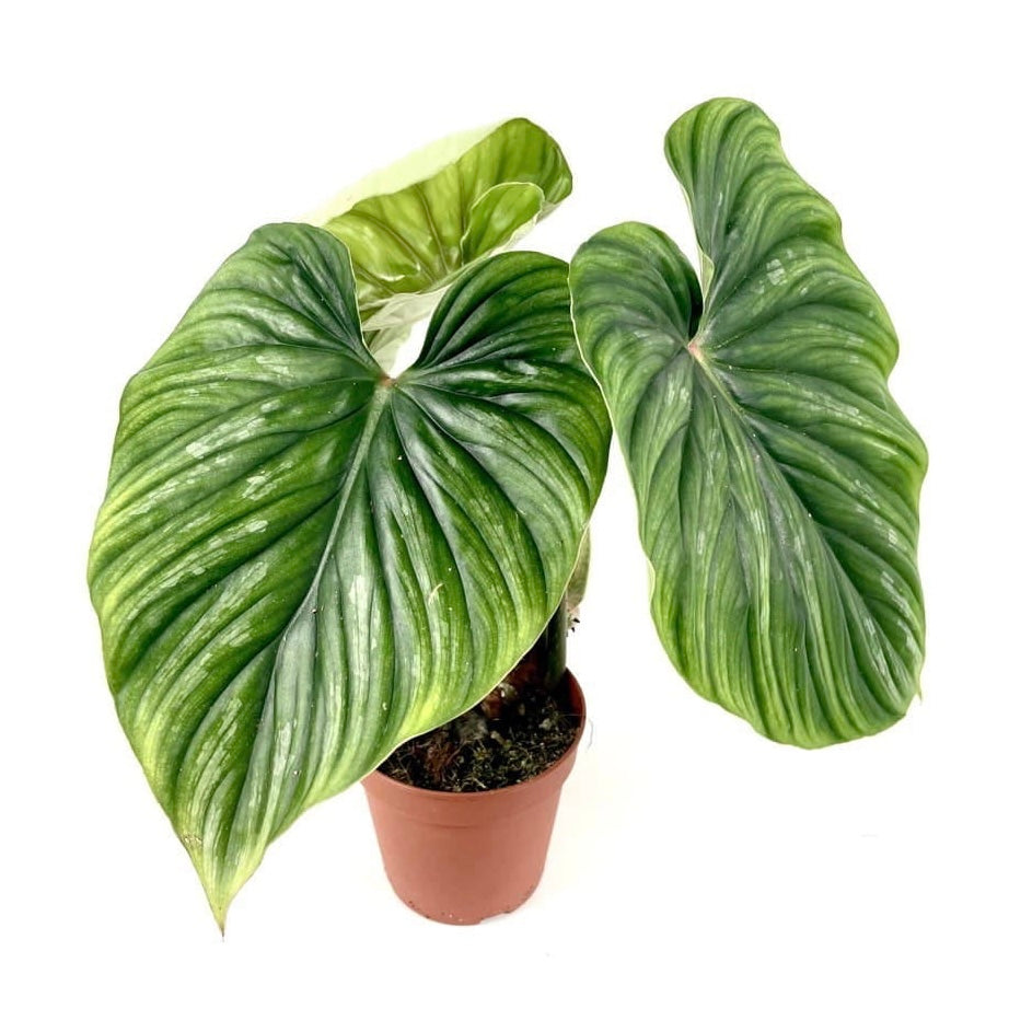 Philodendron Plowmanii