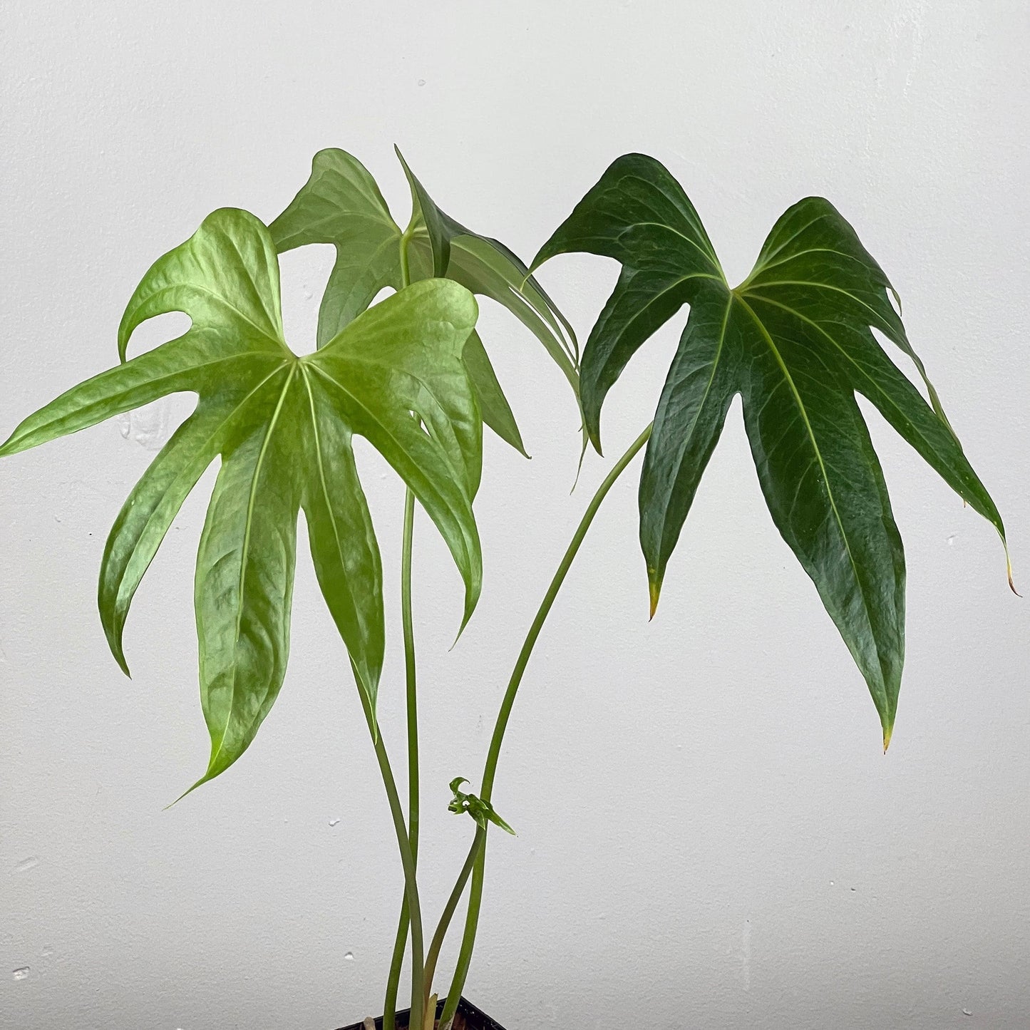 Anthurium Pedatoradiatum