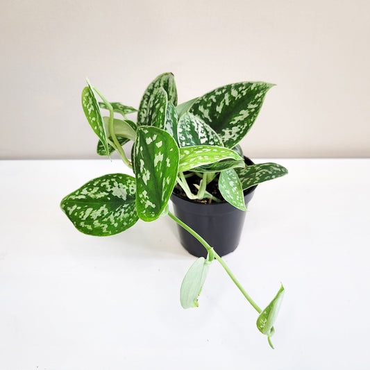 Pothos Silver Satin