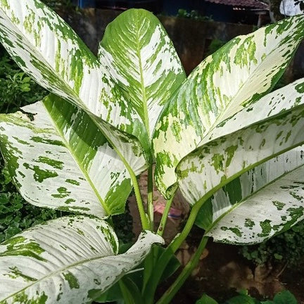 Dieffenbachia Amoena