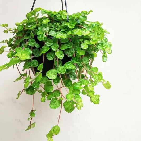 Pilea Creeping Charlie