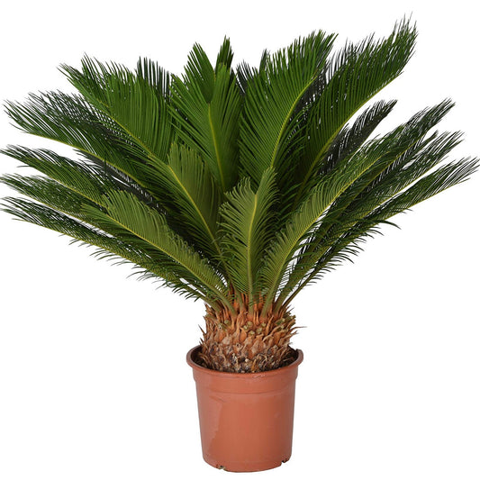 Sago Palm