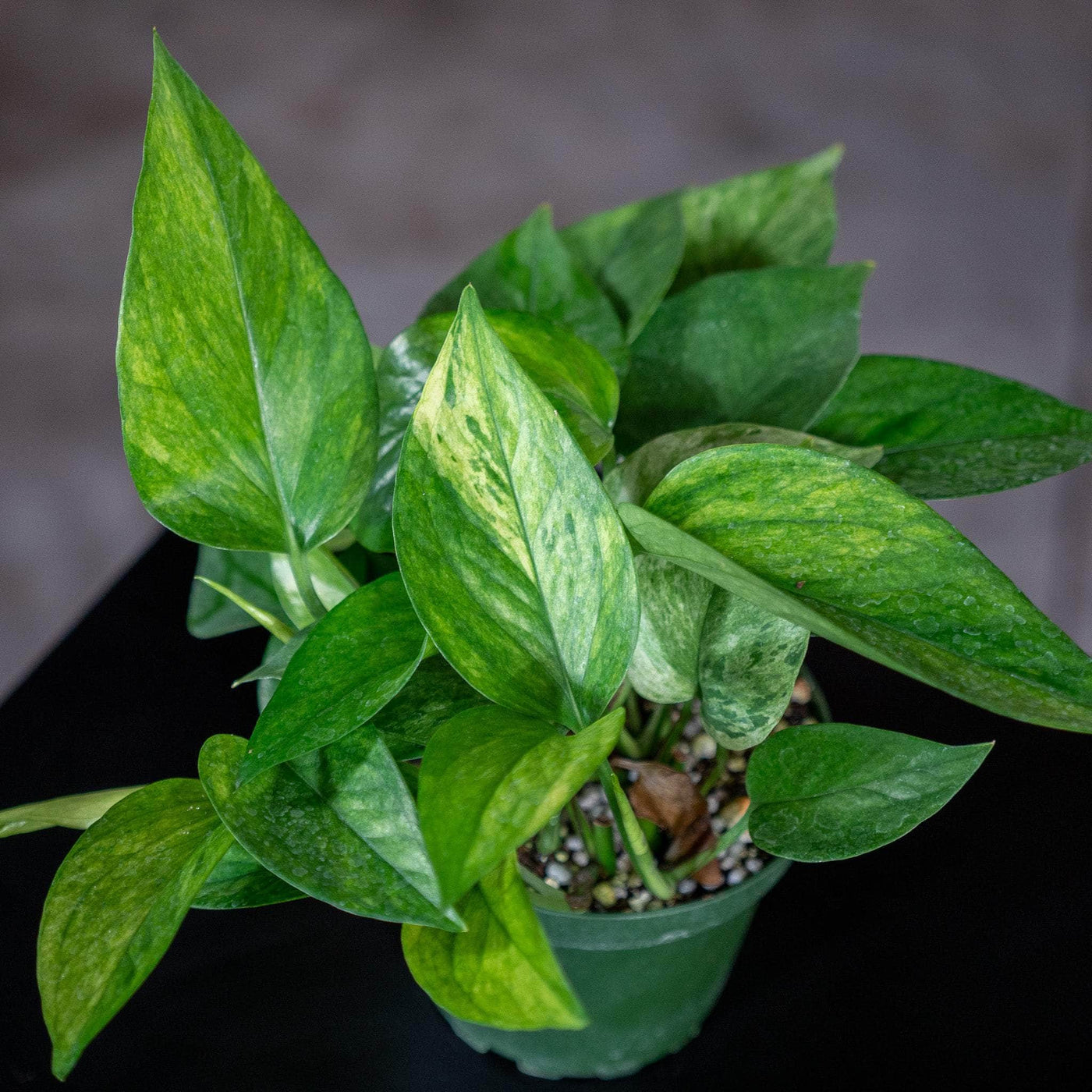 Pothos Jessenia