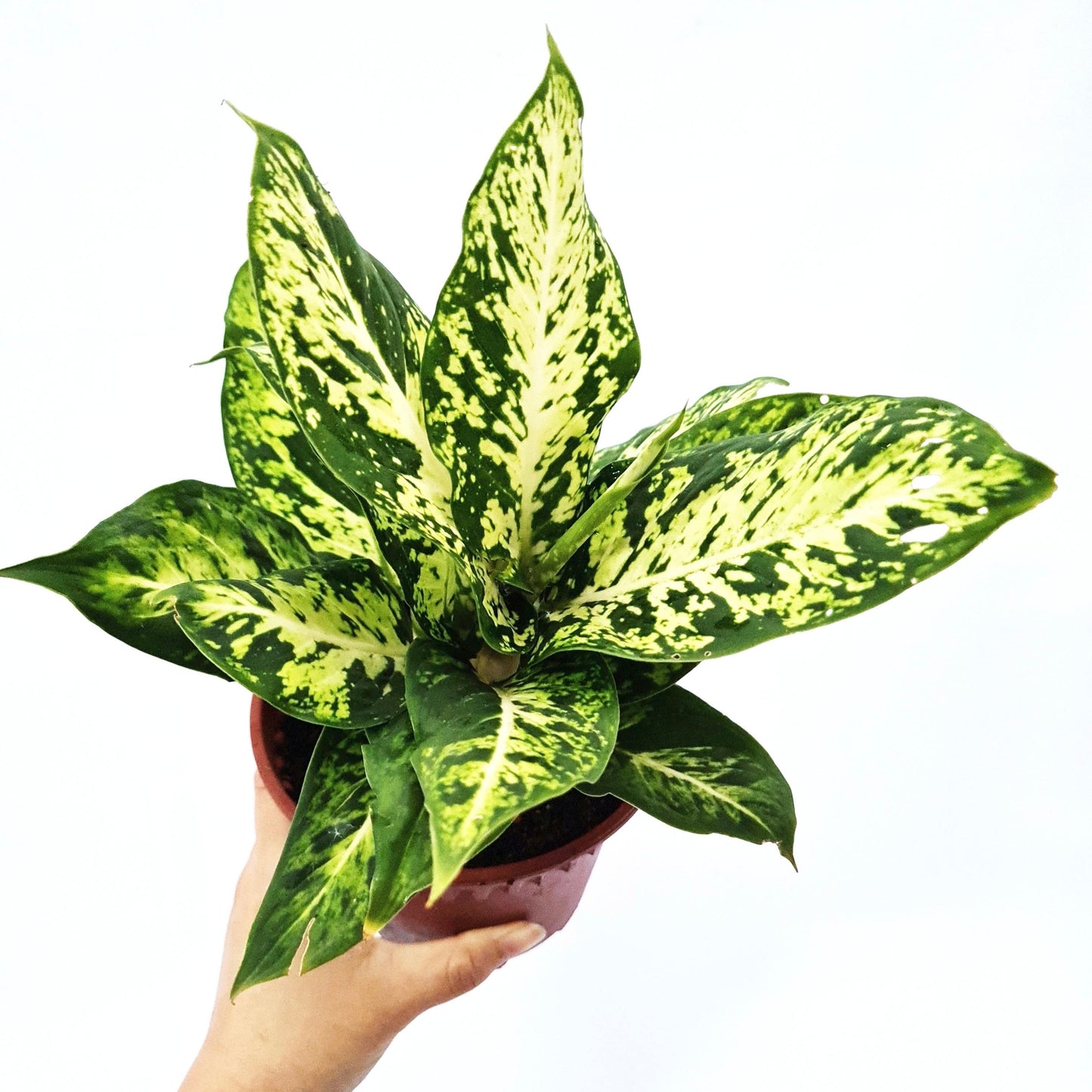 Dieffenbachia Sparkle