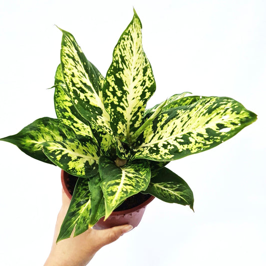 Dieffenbachia Sparkle