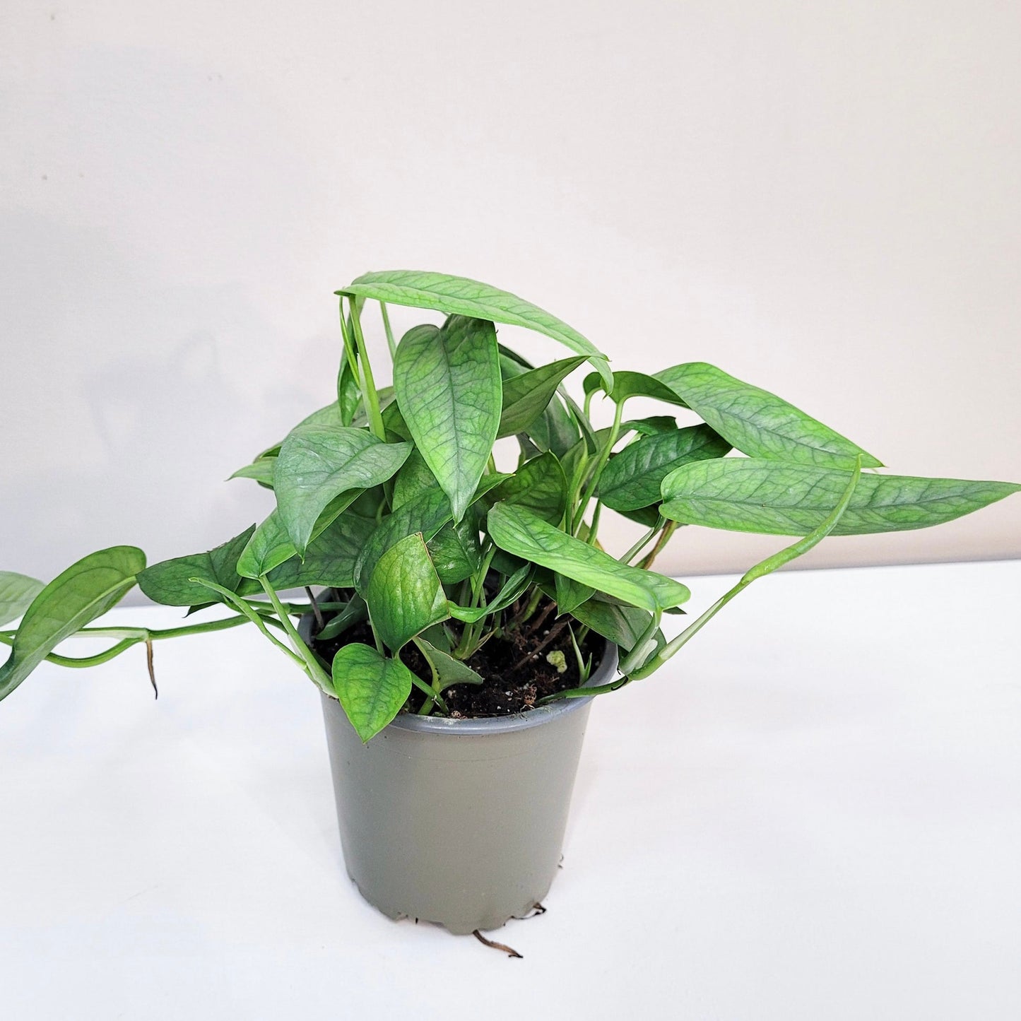 Pothos Cebu Blue