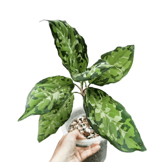 Aglaonema Pictum Tricolor