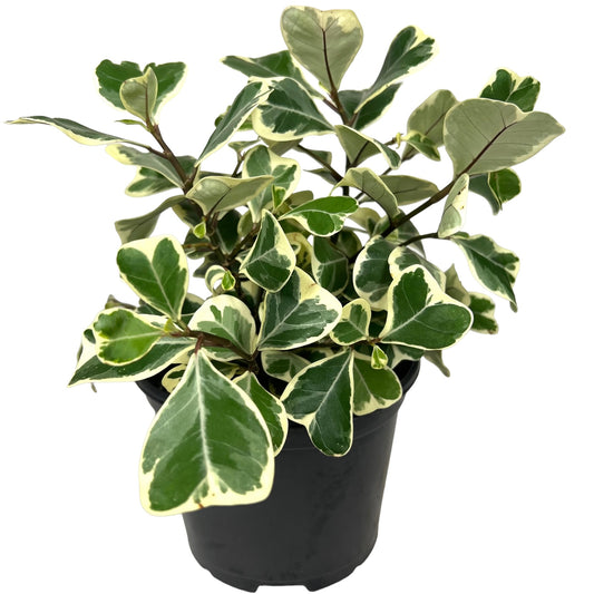 Ficus Triangularis