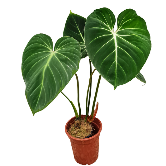 Philodendron Gloriosum