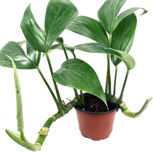 Pothos Dragon Tail