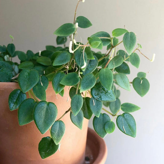 Peperomia Perciliata