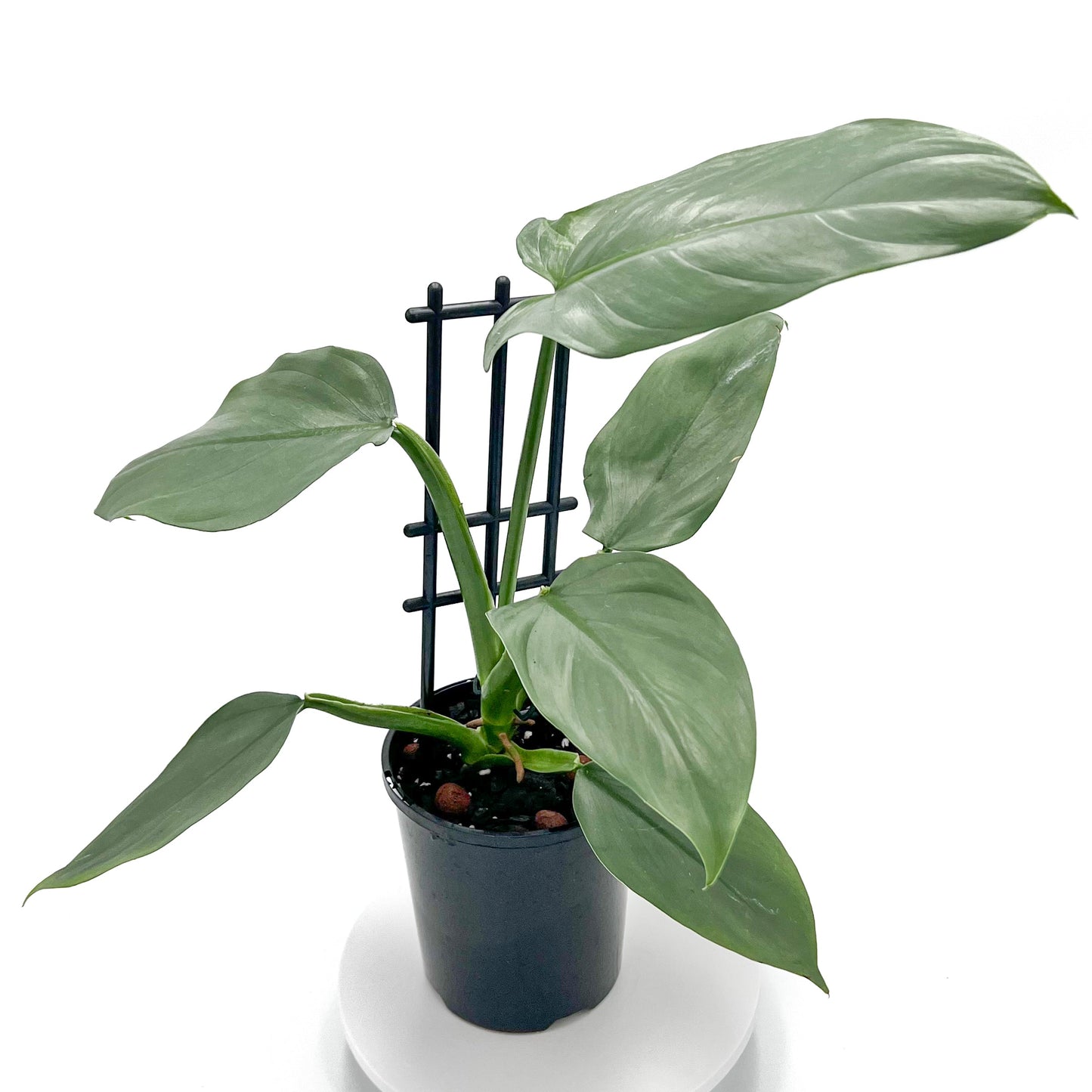 Philodendron Silver Sword