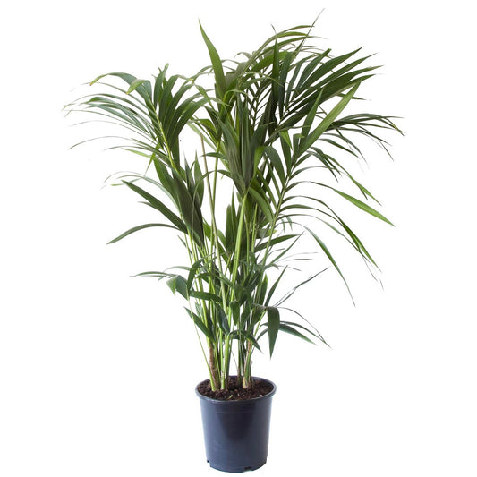 Kentia Palm